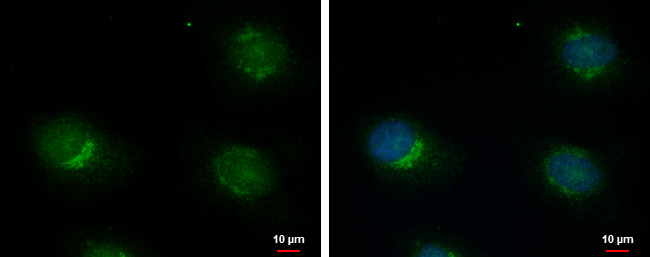 ERGIC3 Antibody in Immunocytochemistry (ICC/IF)