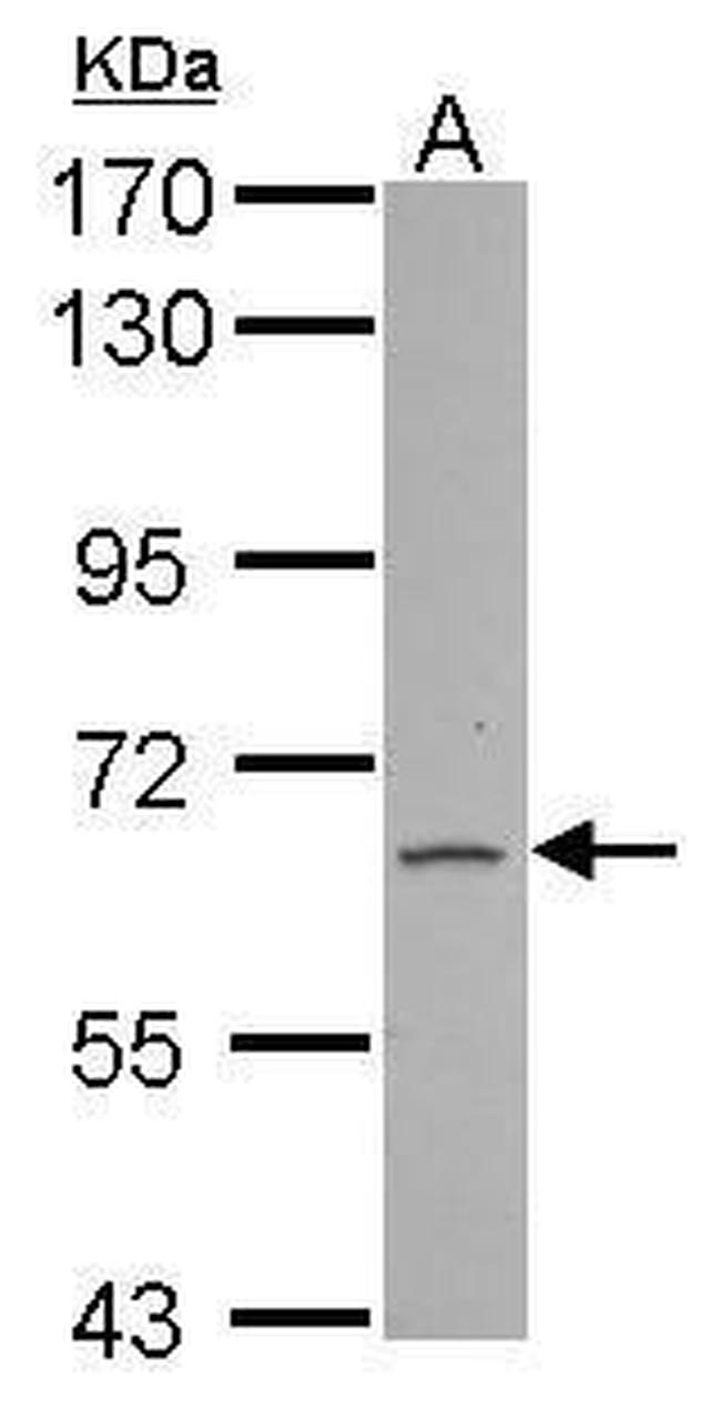 FAM73A Antibody in Western Blot (WB)