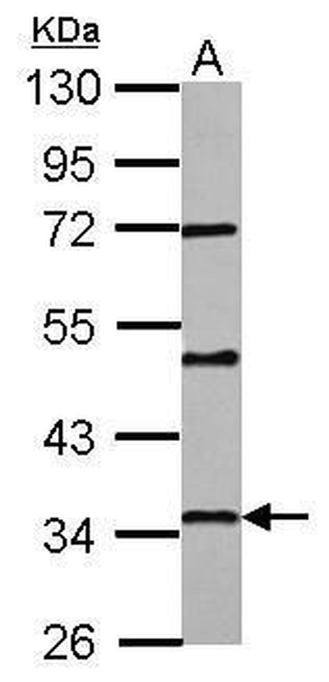 PAQR6 Antibody in Western Blot (WB)
