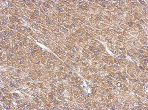 ARL13B Antibody in Immunohistochemistry (Paraffin) (IHC (P))