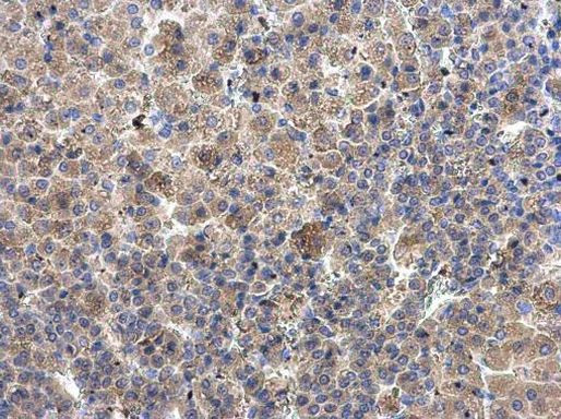 CPEB4 Antibody in Immunohistochemistry (Paraffin) (IHC (P))