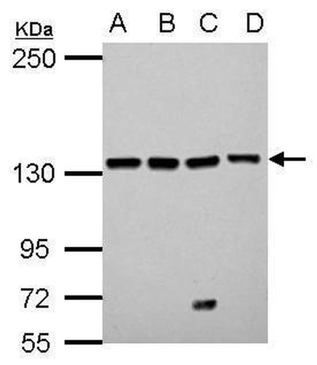LARS Antibody in Western Blot (WB)
