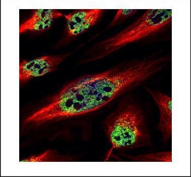ZNF689 Antibody in Immunocytochemistry (ICC/IF)