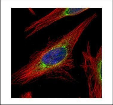 LRRC59 Antibody in Immunocytochemistry (ICC/IF)