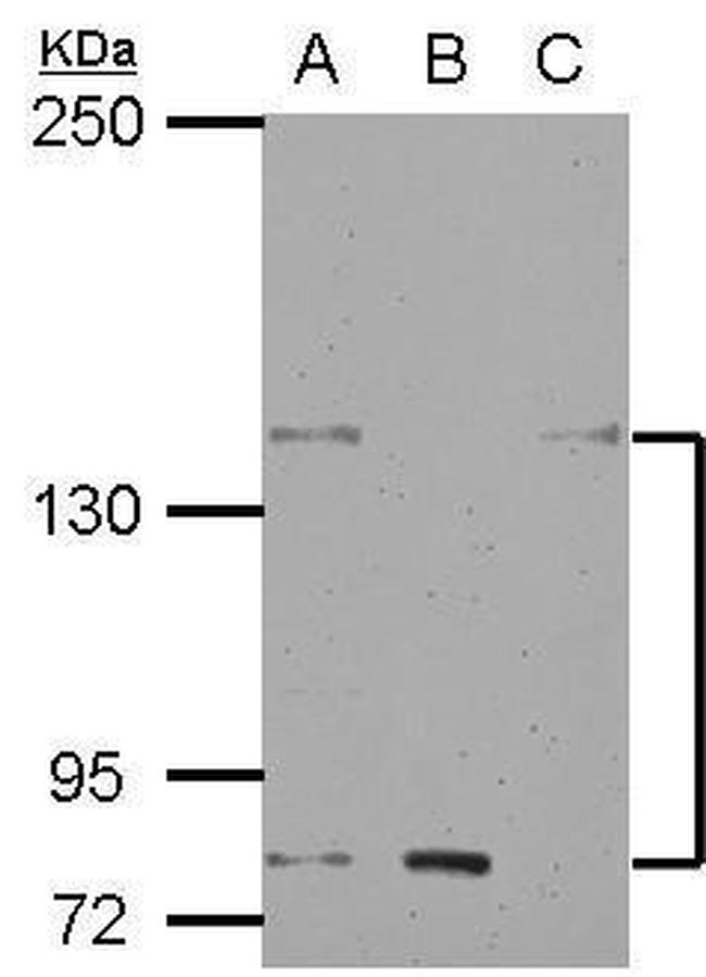 KCNH7 Antibody in Western Blot (WB)