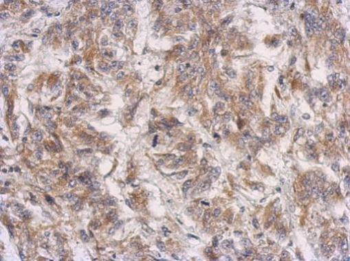 PRSS35 Antibody in Immunohistochemistry (Paraffin) (IHC (P))