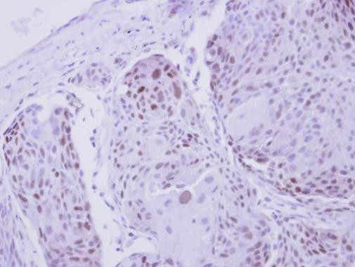 ZNF530 Antibody in Immunohistochemistry (Paraffin) (IHC (P))