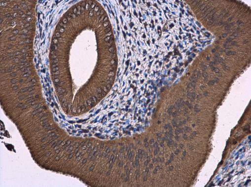 ATL3 Antibody in Immunohistochemistry (Paraffin) (IHC (P))