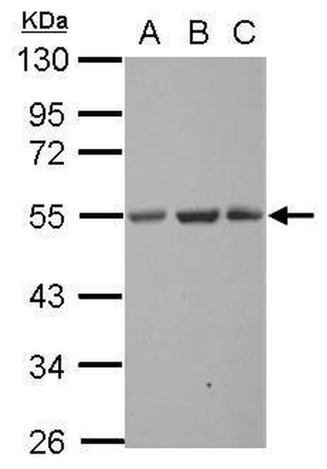 SYT13 Antibody in Western Blot (WB)