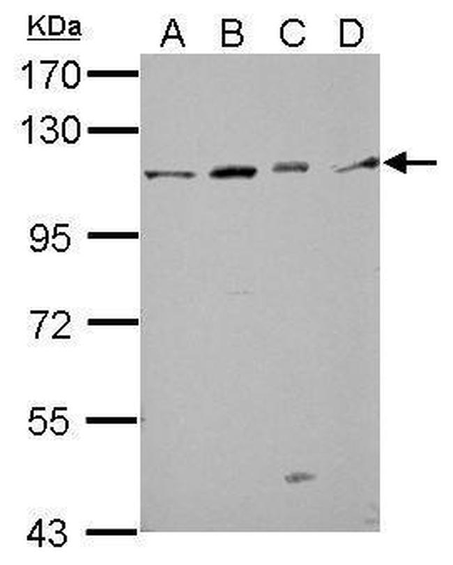 GRASP1 Antibody in Western Blot (WB)