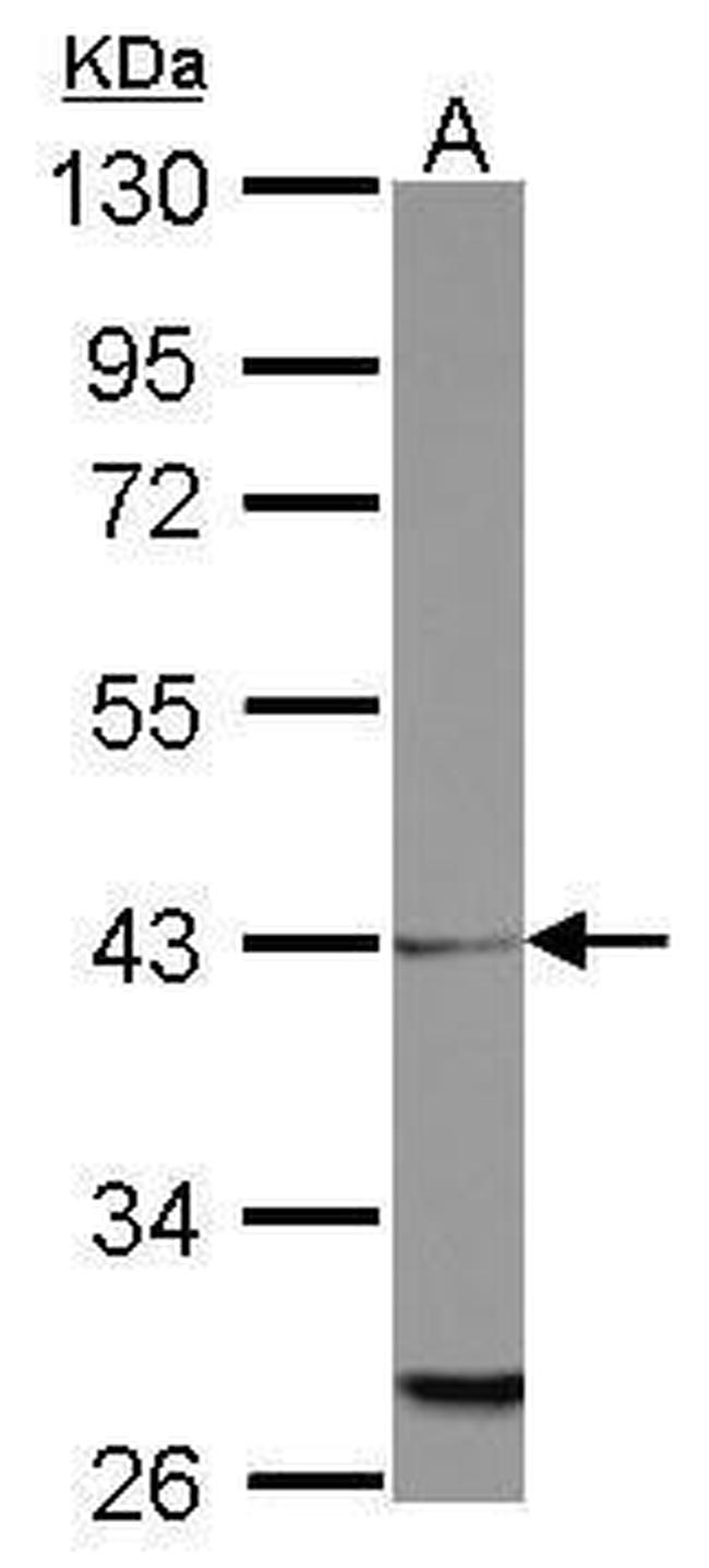 MRPL39 Antibody in Western Blot (WB)