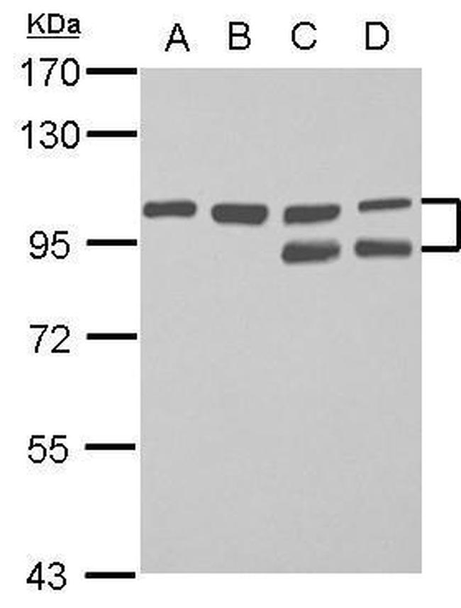 FAM115C Antibody in Western Blot (WB)