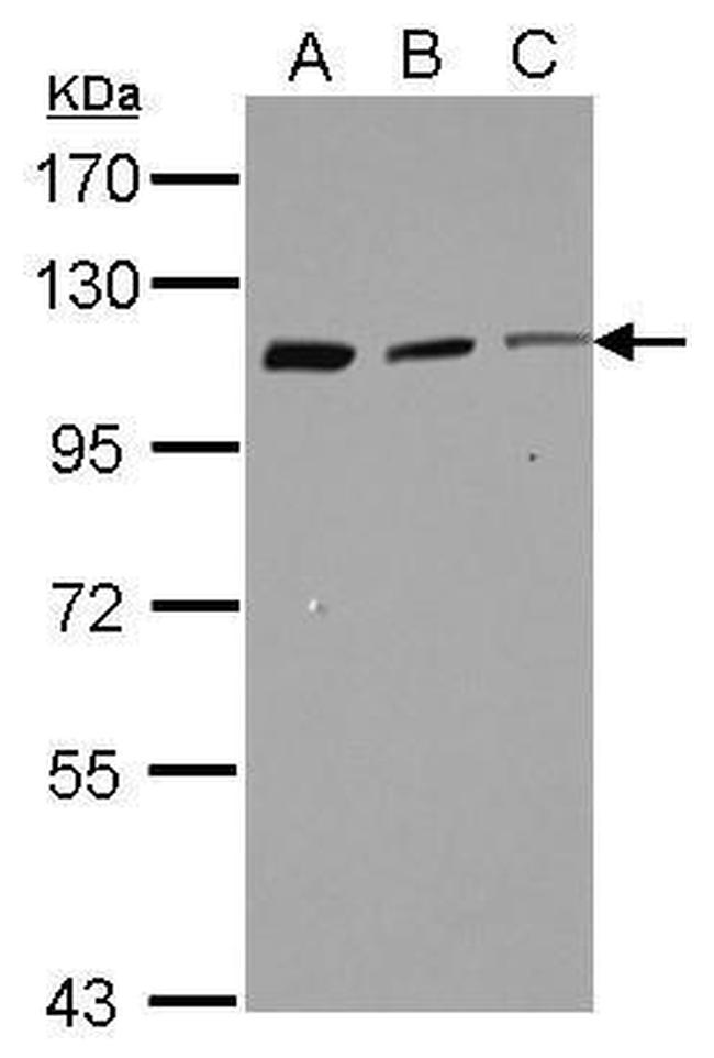 Coronin 7 Antibody in Western Blot (WB)