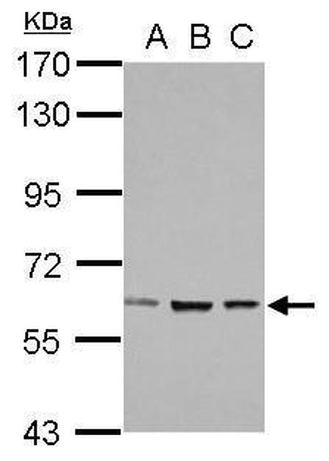 ZNF266 Antibody in Western Blot (WB)