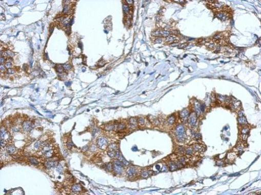 Fibulin 7 Antibody in Immunohistochemistry (Paraffin) (IHC (P))