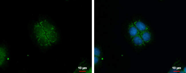 GBAS Antibody in Immunocytochemistry (ICC/IF)