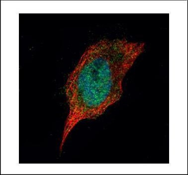 CK1 delta Antibody in Immunocytochemistry (ICC/IF)