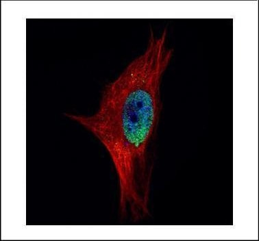 PPWD1 Antibody in Immunocytochemistry (ICC/IF)