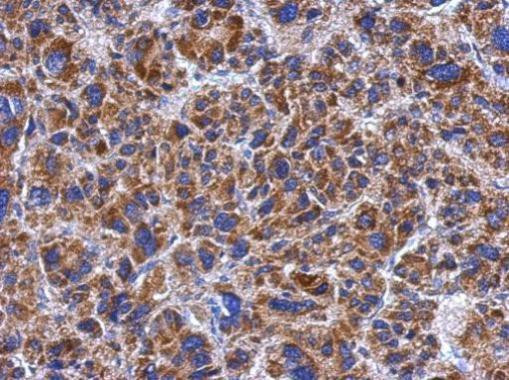 SPATA4 Antibody in Immunohistochemistry (Paraffin) (IHC (P))