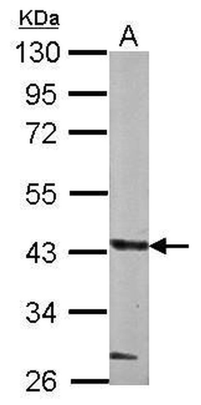 GLT8D1 Antibody in Western Blot (WB)