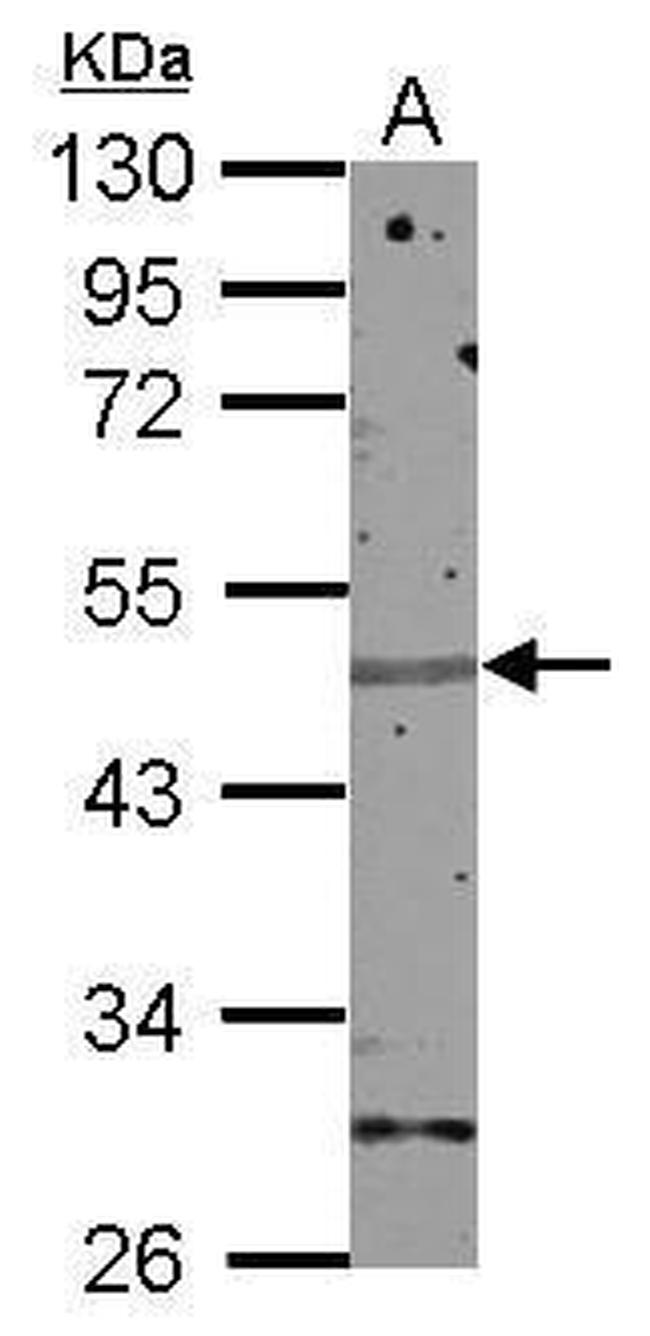 Znf672 Antibody in Western Blot (WB)