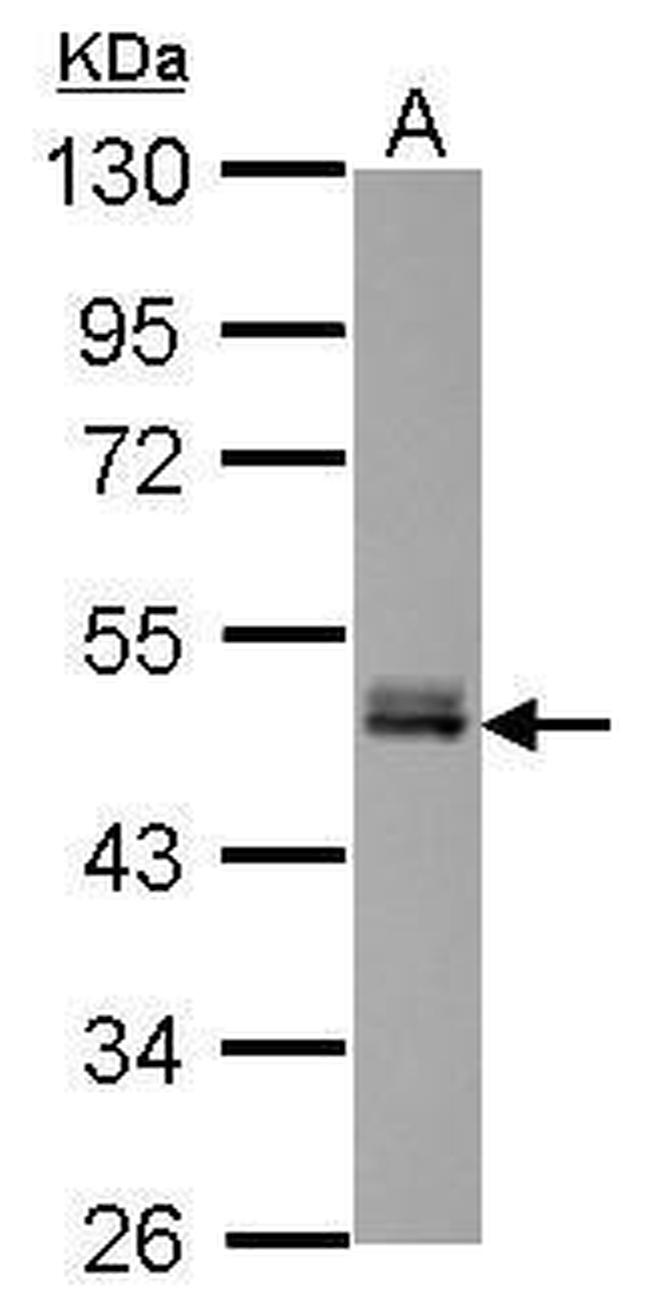 FAM98B Antibody in Western Blot (WB)