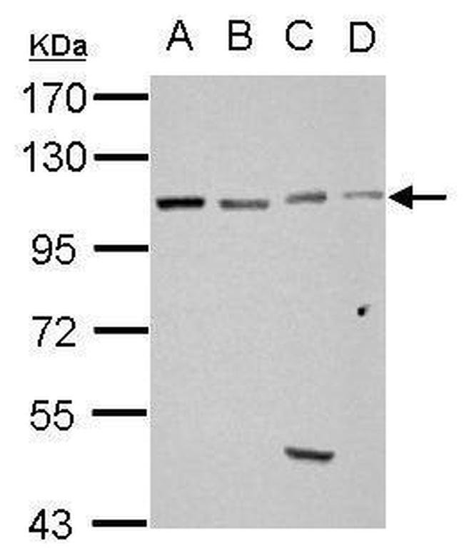 GRASP1 Antibody in Western Blot (WB)