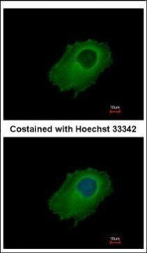SERPINE2 Antibody in Immunocytochemistry (ICC/IF)