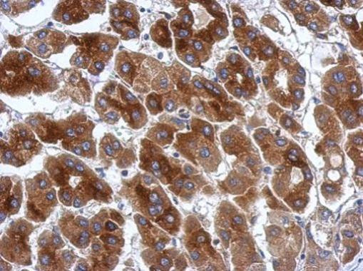 PRR5 Antibody in Immunohistochemistry (Paraffin) (IHC (P))
