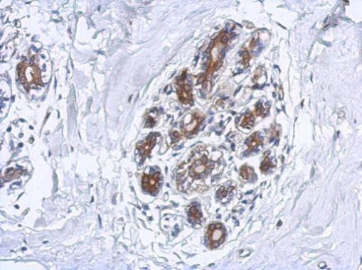 FAAH Antibody in Immunohistochemistry (Paraffin) (IHC (P))