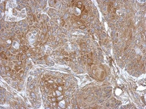 DZIP3 Antibody in Immunohistochemistry (Paraffin) (IHC (P))