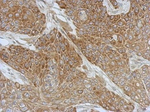 DZIP3 Antibody in Immunohistochemistry (Paraffin) (IHC (P))