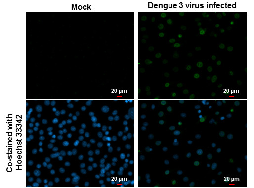 Dengue Virus Type 2 NS5 Antibody in Immunocytochemistry (ICC/IF)