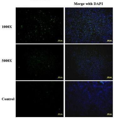 Enterovirus 71 Antibody in Immunocytochemistry (ICC/IF)