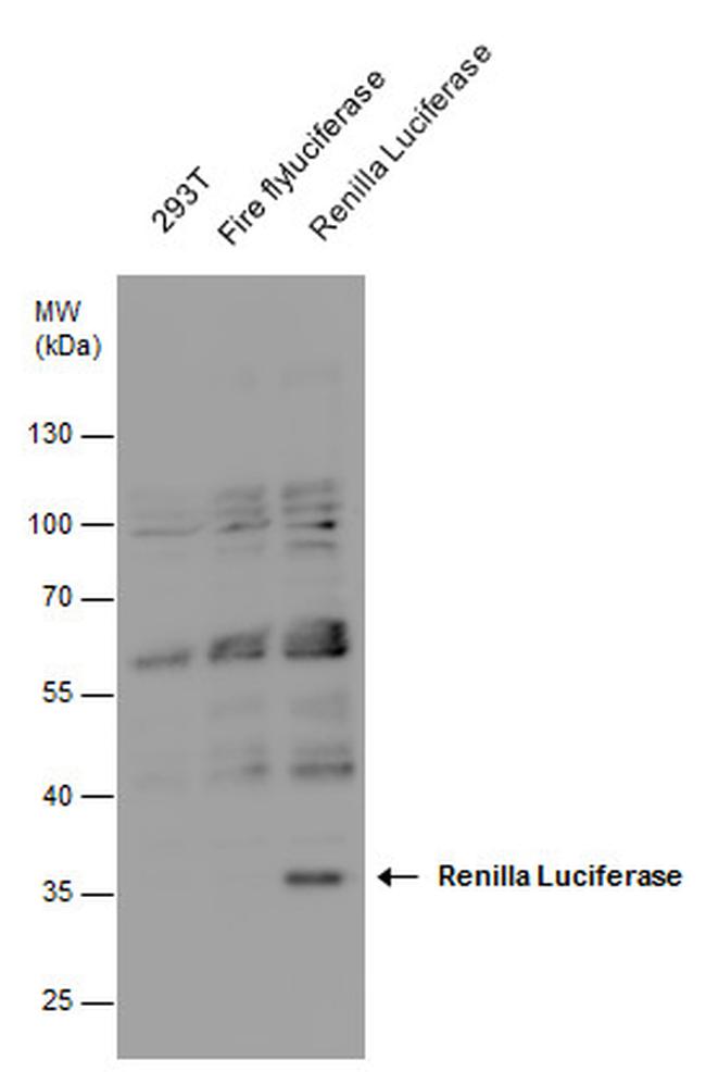 Renilla luciferase Antibody in Western Blot (WB)