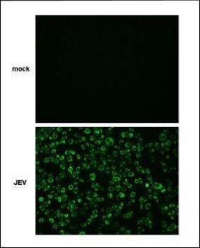 Japanese Encephalitis Virus NS4B Antibody in Immunocytochemistry (ICC/IF)