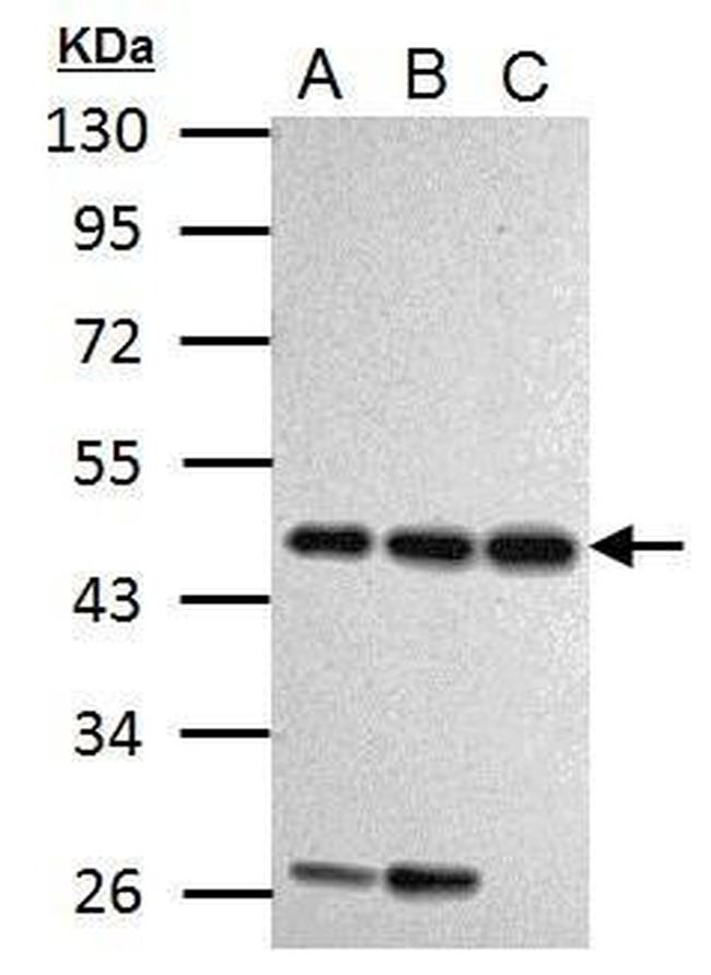 Cyclin I Antibody in Western Blot (WB)
