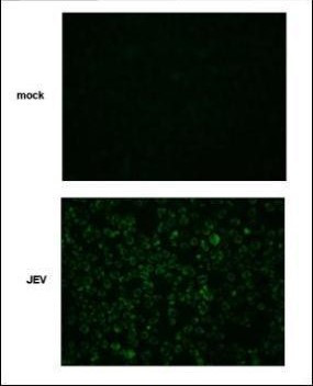 Japanese Encephalitis Virus NS2B Antibody in Immunocytochemistry (ICC/IF)