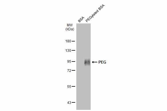 PEG Antibody in Western Blot (WB)