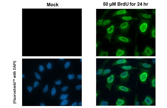 BrdU Antibody in Immunocytochemistry (ICC/IF)