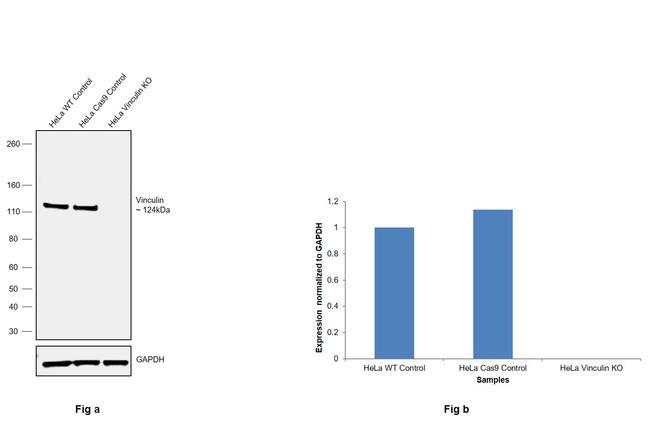 Vinculin Antibody in Western Blot (WB)