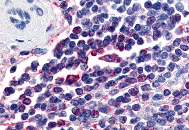 Attractin Antibody in Immunohistochemistry (Paraffin) (IHC (P))