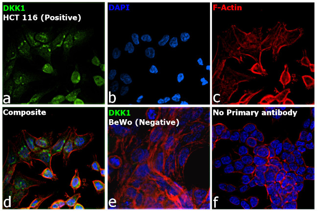 DKK1 Antibody in Immunocytochemistry (ICC/IF)