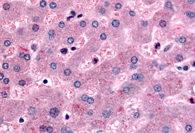DPP9 Antibody in Immunohistochemistry (Paraffin) (IHC (P))