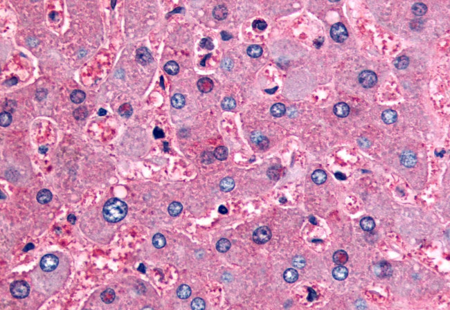 DPP9 Antibody in Immunohistochemistry (Paraffin) (IHC (P))
