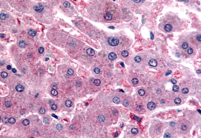 DPP9 Antibody in Immunohistochemistry (Paraffin) (IHC (P))