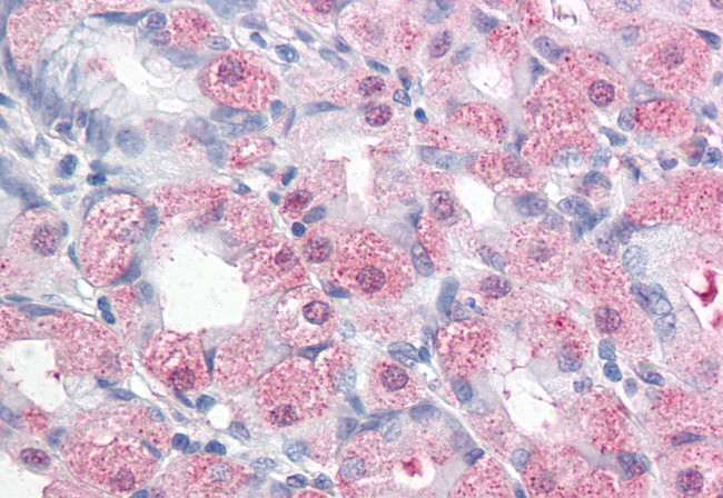 ERMP1 Antibody in Immunohistochemistry (Paraffin) (IHC (P))