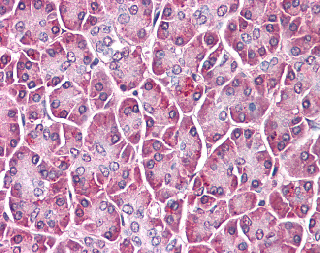 Glypican 4 Antibody in Immunohistochemistry (Paraffin) (IHC (P))
