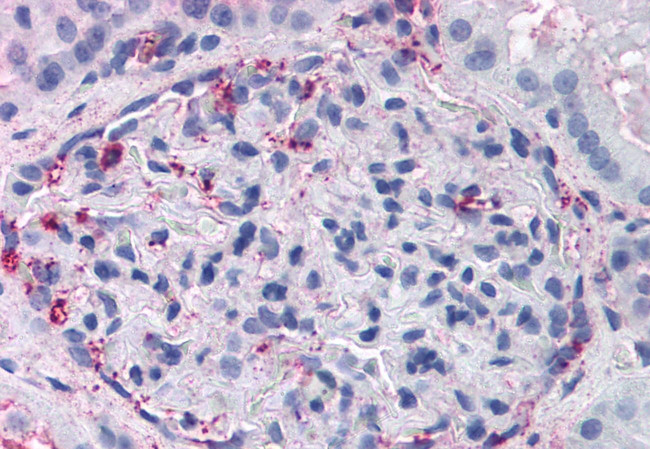 GPR108 Antibody in Immunohistochemistry (Paraffin) (IHC (P))