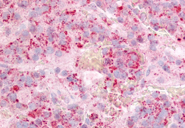 GPR12 Antibody in Immunohistochemistry (Paraffin) (IHC (P))